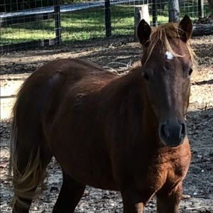 Meet your Posher, Elizabeth